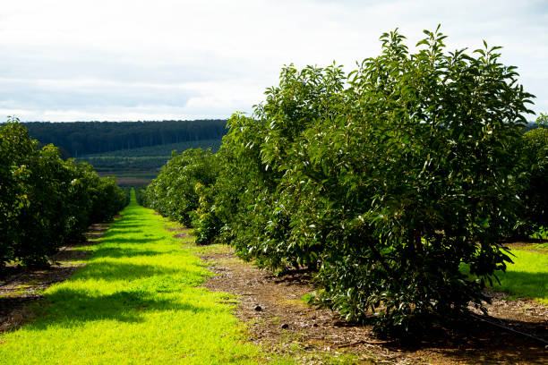 Organic Avocado Plantation – Western Australia
